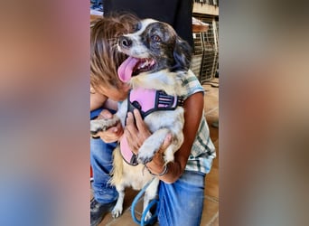 Nico - verschmust, neugierig und lernwillig