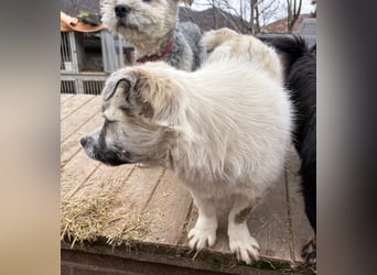 Jubata - freundlich und verschmust