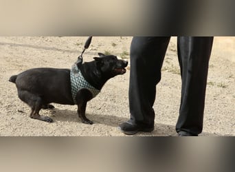 Zeus - lässt sich gerne streicheln,  neugierig und freundlich