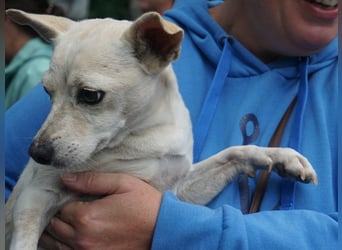 Oscar - stubenrein, brav und offen