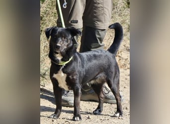 Gracie - zutraulich, lernwillig und offen