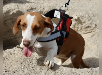 Lola - verschmust, neugierig und freundlich