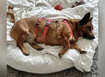 Matilde - verschmust, ruhig und gemütlich / Bereits in Deutschland