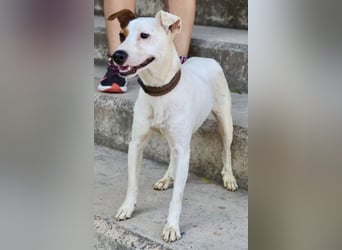 Parche - familiengeeignet, freundlich und lernwillig