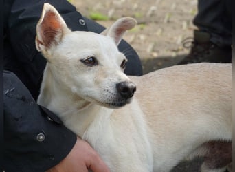 Oscar - stubenrein, brav und offen