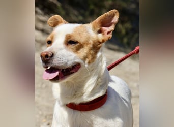 Kevin - verschmust, freundlich und aufgeweckt