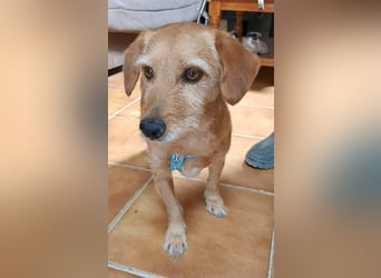 Canela - familiengeeignet, zutraulich und freundlich