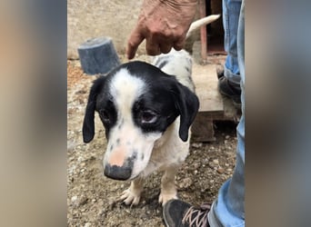 Spot - zutraulich und entspannt