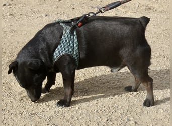 Zeus - lässt sich gerne streicheln,  neugierig und freundlich