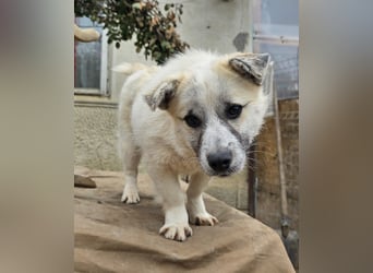 Jubata - freundlich und verschmust