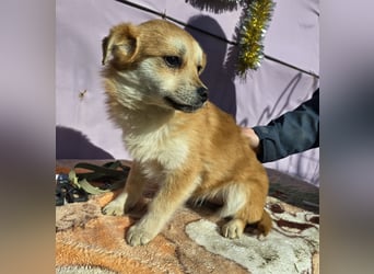 Lotte - gut verträglich - BEREITS IN DEUTSCHLAND