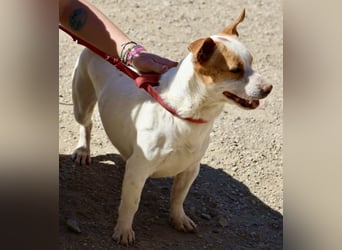 Kevin - verschmust, freundlich und aufgeweckt