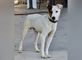 Parche - familiengeeignet, freundlich und lernwillig