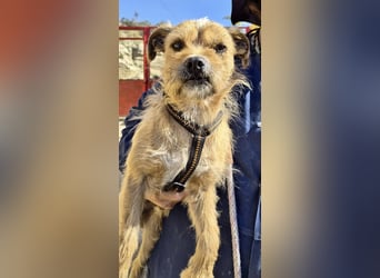 Alfie - verschmust, zutraulich und aufmerksam