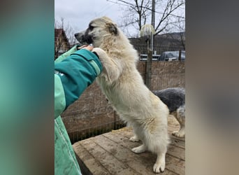 Jubata - freundlich und verschmust