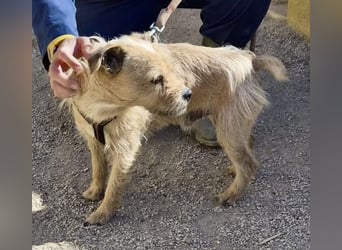 Alfie - verschmust, zutraulich und aufmerksam