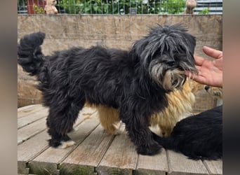 Chewbacca - verschmust und freundlich
