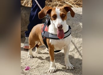 Lola - verschmust, neugierig und freundlich