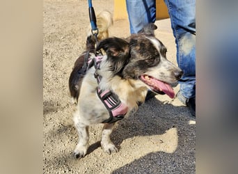 Nico - verschmust, neugierig und lernwillig