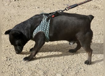 Zeus - lässt sich gerne streicheln,  neugierig und freundlich