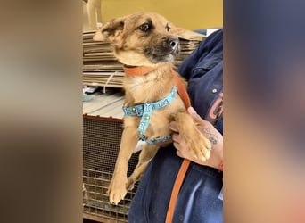 Diesel - lernwillig, freundlich und zutraulich