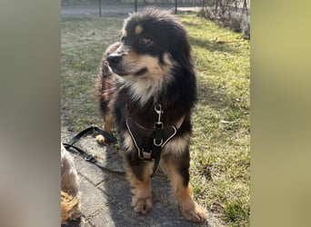 Lio - neugierg und leinenführig - BEREITS IN DEUTSCHLAND