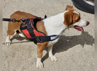 Lola - streichelbegeistert, neugierig und freundlich