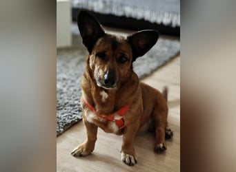 Matilde - verschmust, ruhig und gemütlich / Bereits in Deutschland
