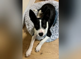 Marlo, agil, verspielt, neugierig
