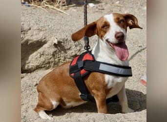 Lola - verschmust, neugierig und freundlich