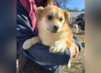 Lotte - gut verträglich - BEREITS IN DEUTSCHLAND