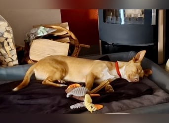 Goofy- Streichelfreund, offen und freundlich BEREITS IN DEUTSCHLAND