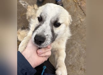 Jubata - freundlich und verschmust