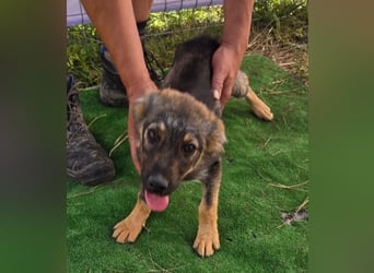 Nuri - jung und aufgeweckt