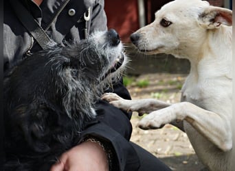 Oscar - stubenrein, brav und offen