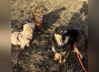 Lio - neugierg und leinenführig - BEREITS IN DEUTSCHLAND