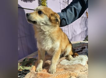 Lotte - gut verträglich - BEREITS IN DEUTSCHLAND