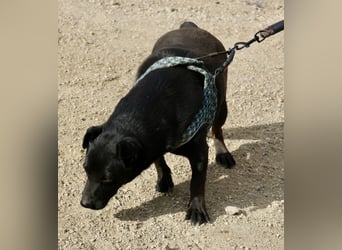 Zeus - lässt sich gerne streicheln,  neugierig und freundlich