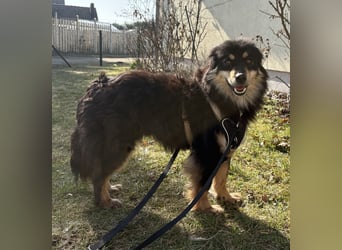 Lio - neugierg und leinenführig - BEREITS IN DEUTSCHLAND