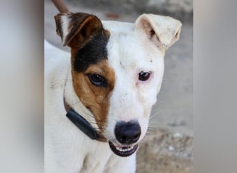 Parche - familiengeeignet, freundlich und lernwillig