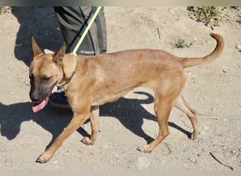 Sara - aufmerksam, verschmust und neugierig