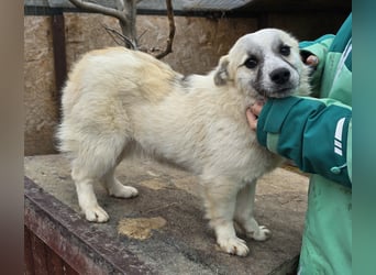 Jubata - freundlich und verschmust