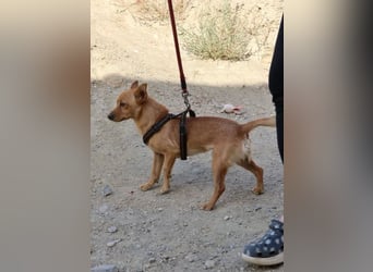 Canelo - Familiengeeignet, freundlich und zutraulich