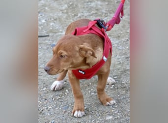 Buddy - lernwillig, freundlich und zutraulich