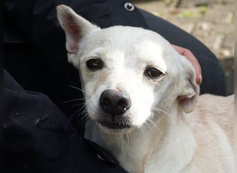 Oscar - stubenrein, brav und offen