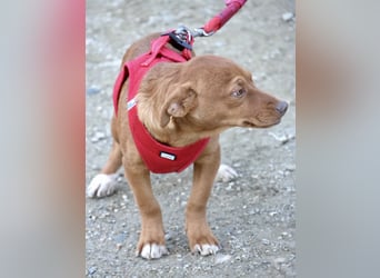 Buddy - lernwillig, freundlich und zutraulich