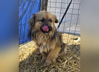 Carlo - verschmust und freundlich