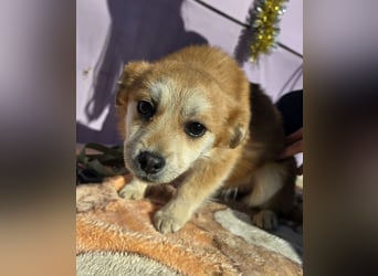 Lotte - gut verträglich - BEREITS IN DEUTSCHLAND