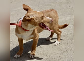Goofy- Streichelfreund, offen und freundlich BEREITS IN DEUTSCHLAND