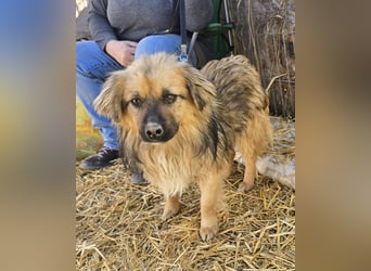 Carlo - verschmust und freundlich